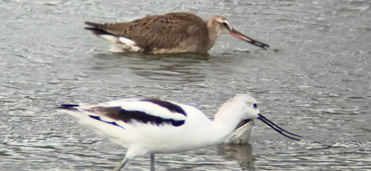 Hudsonian Godwit - ML624178063