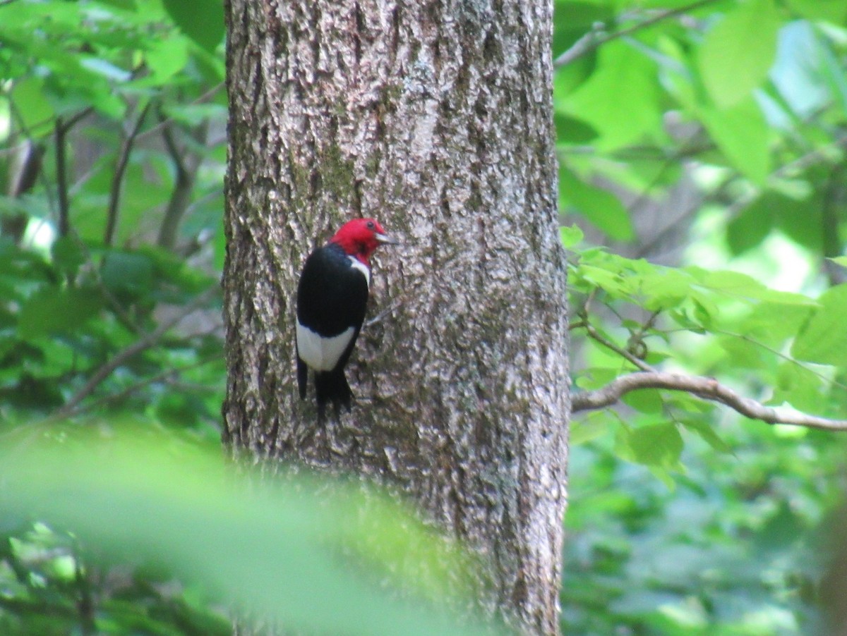 Red-headed Woodpecker - ML624178065