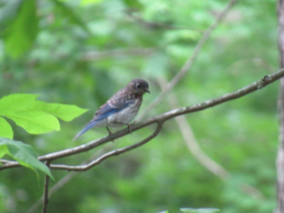 Eastern Bluebird - ML624178068