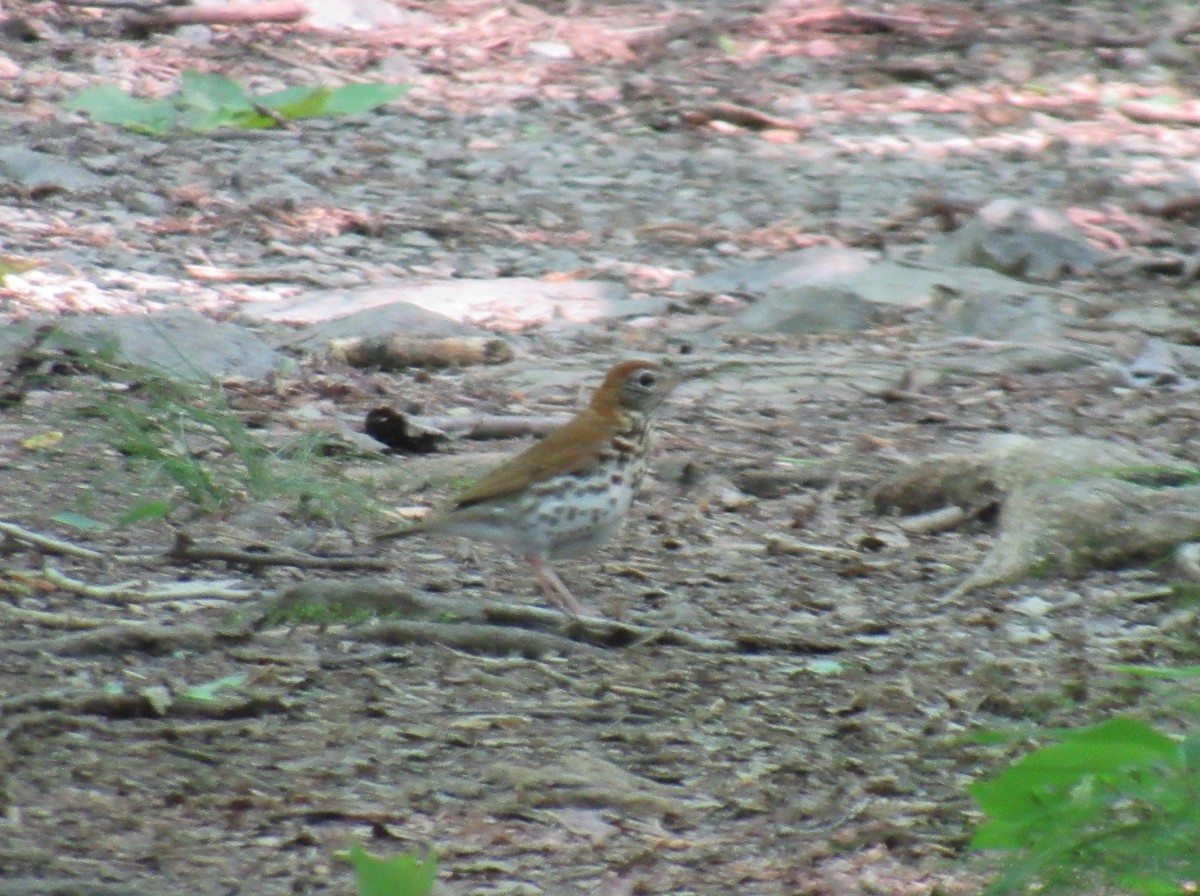 Wood Thrush - ML624178069