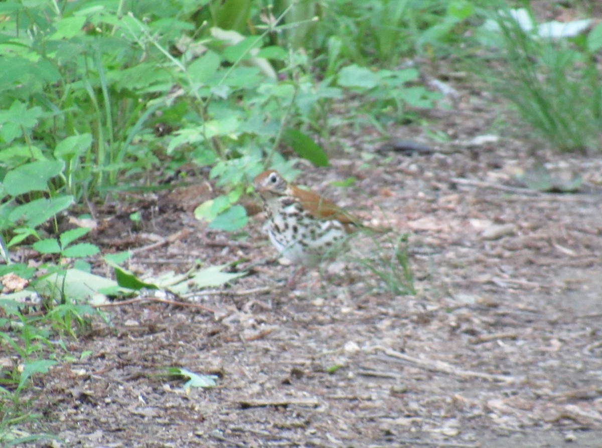 Wood Thrush - ML624178070