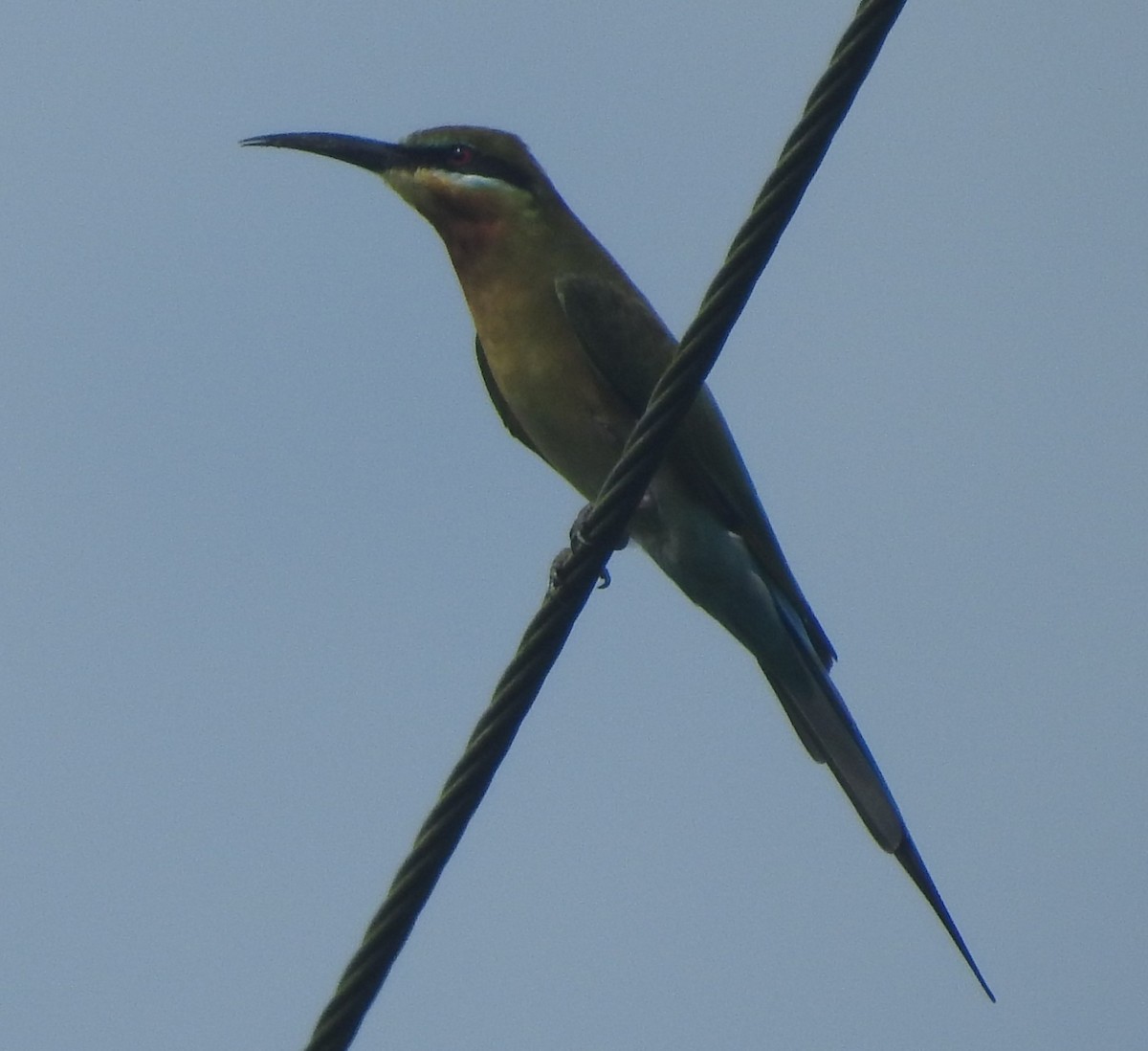 Blue-tailed Bee-eater - ML624178080