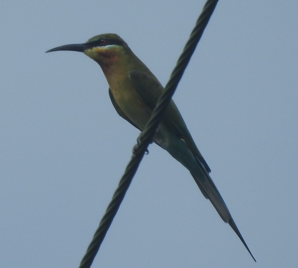 Blue-tailed Bee-eater - Mohanan Choron