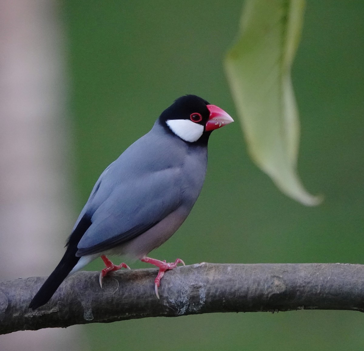 Java Sparrow - ML624178085