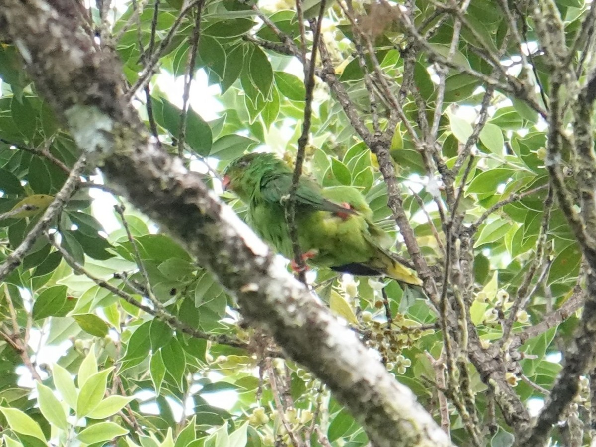 Meek's Lorikeet - ML624178091