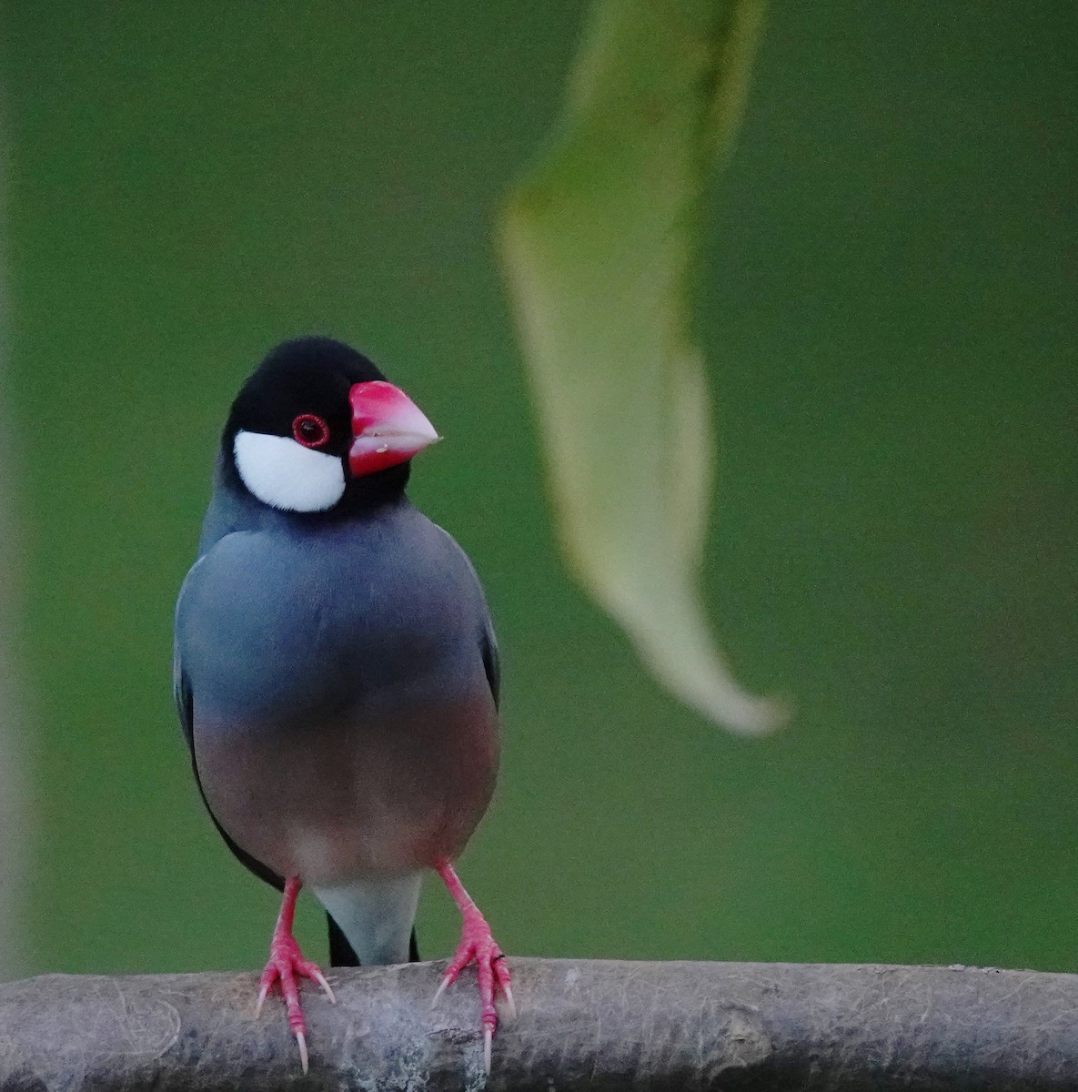 Java Sparrow - ML624178093