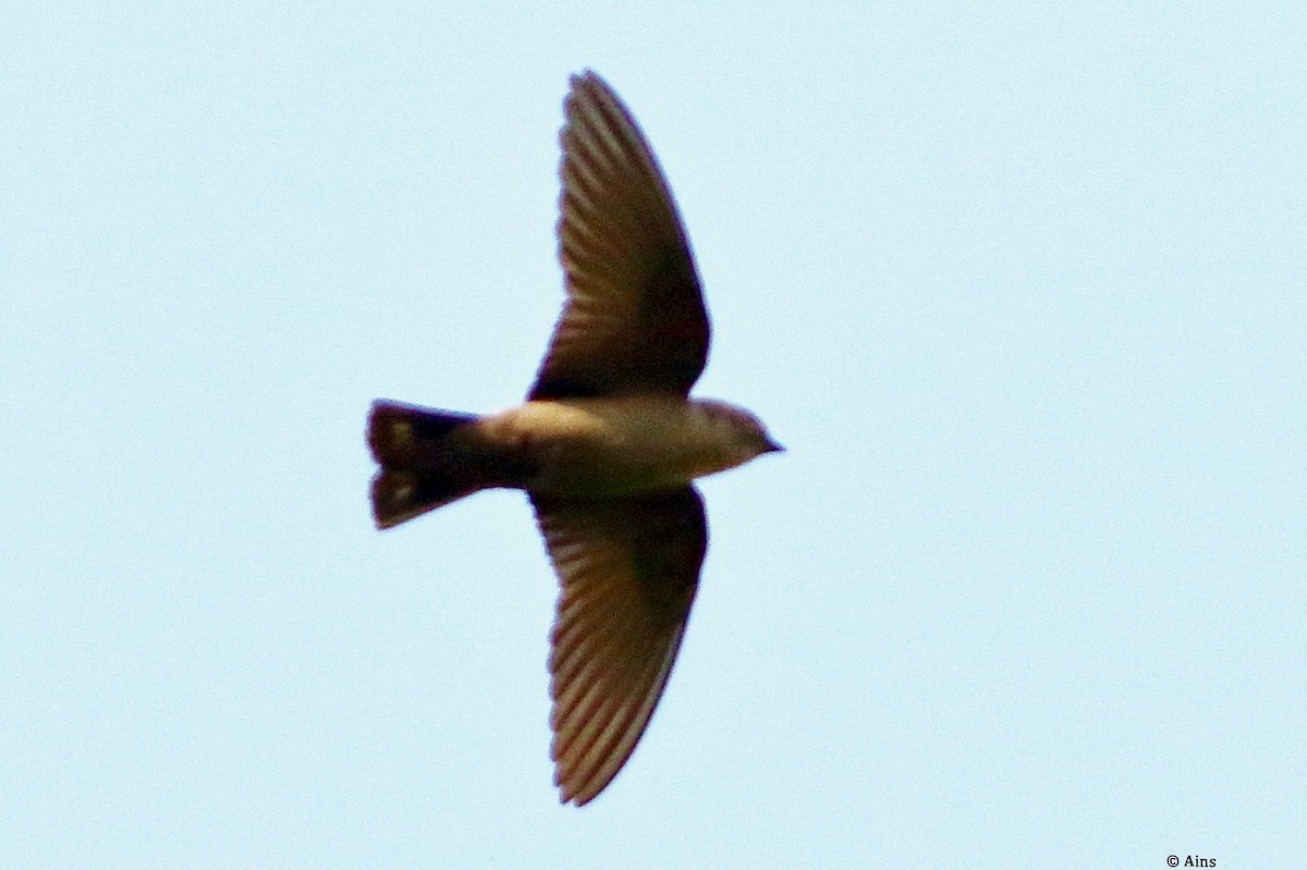 Dusky Crag-Martin - ML624178101