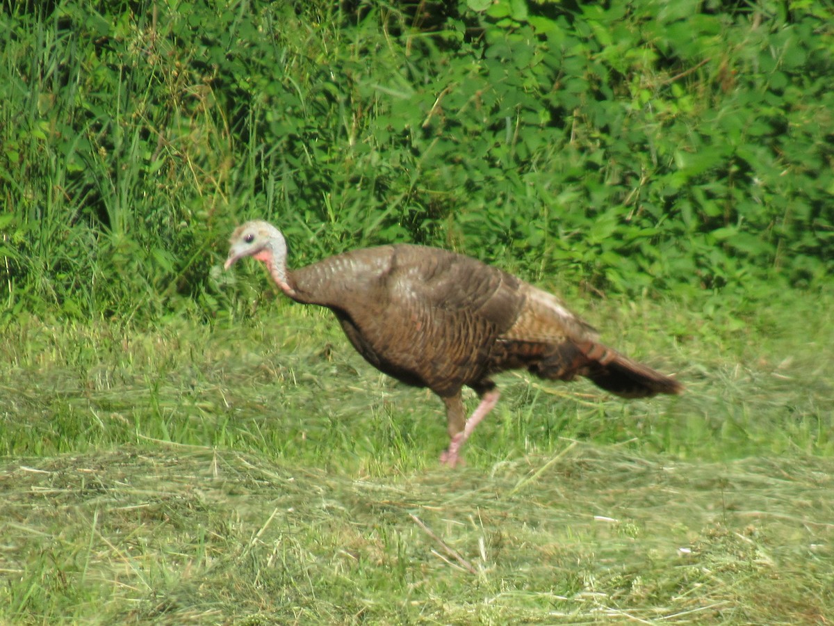 Wild Turkey - ML624178107