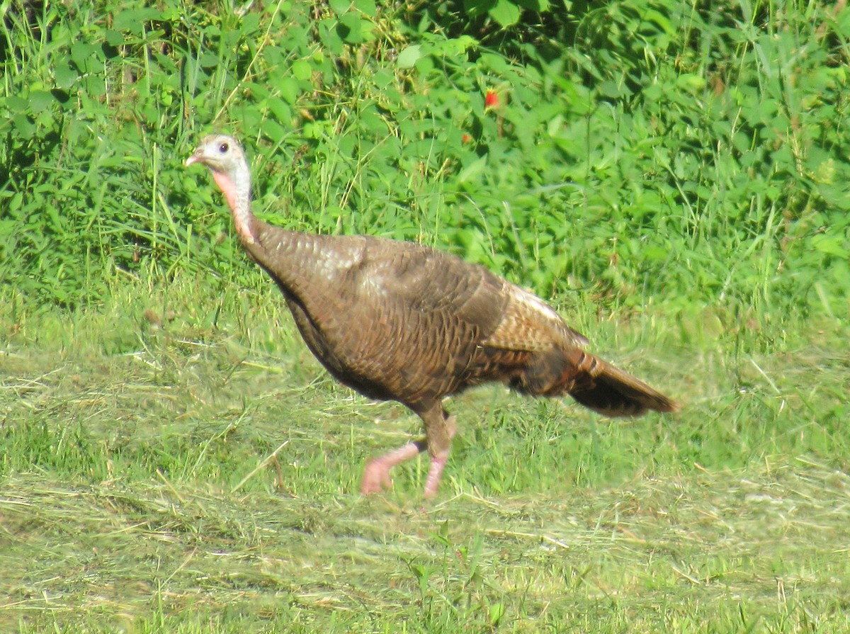 Wild Turkey - ML624178108