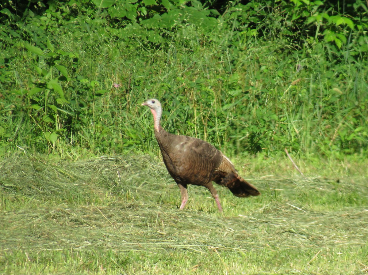 Wild Turkey - ML624178109