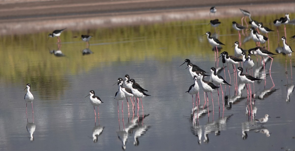 Black-necked Stilt - ML624178112