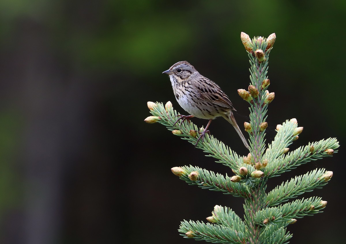 Lincoln's Sparrow - ML624178113