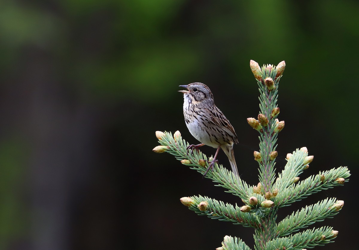 Lincoln's Sparrow - Yvan Sarlieve