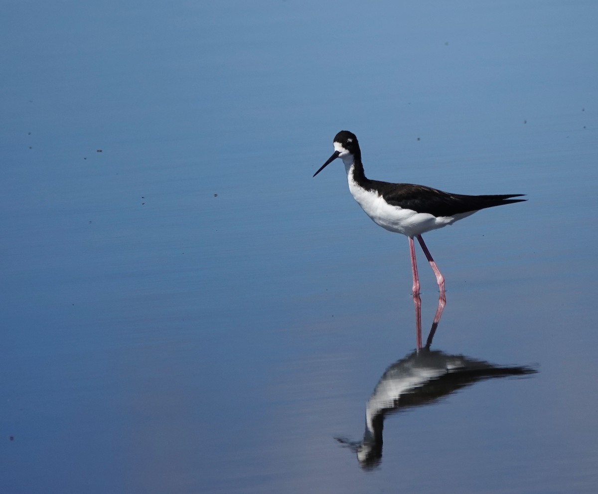 Black-necked Stilt - ML624178116