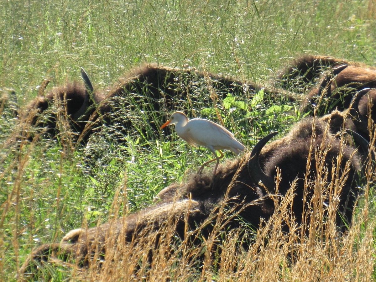 Western Cattle Egret - ML624178117