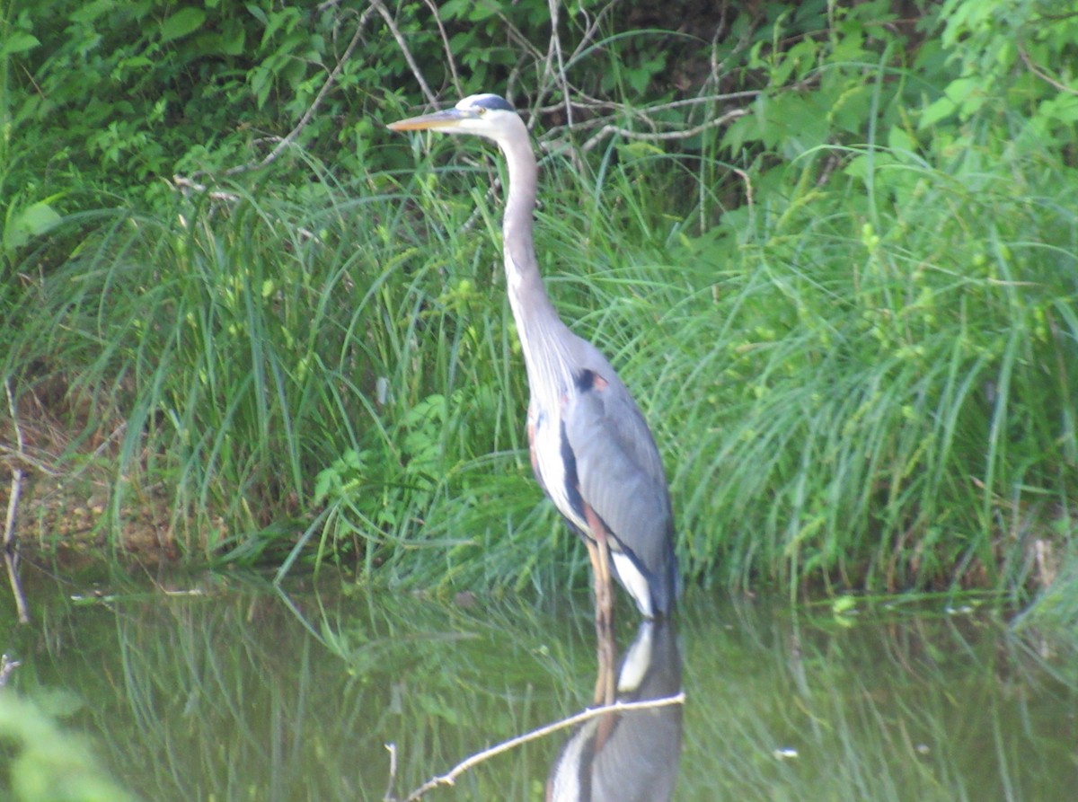 Great Blue Heron - ML624178120