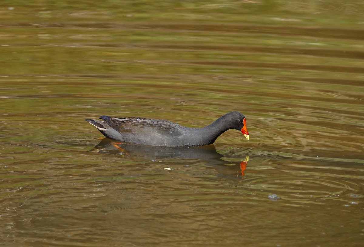 Dusky Moorhen - ML624178121