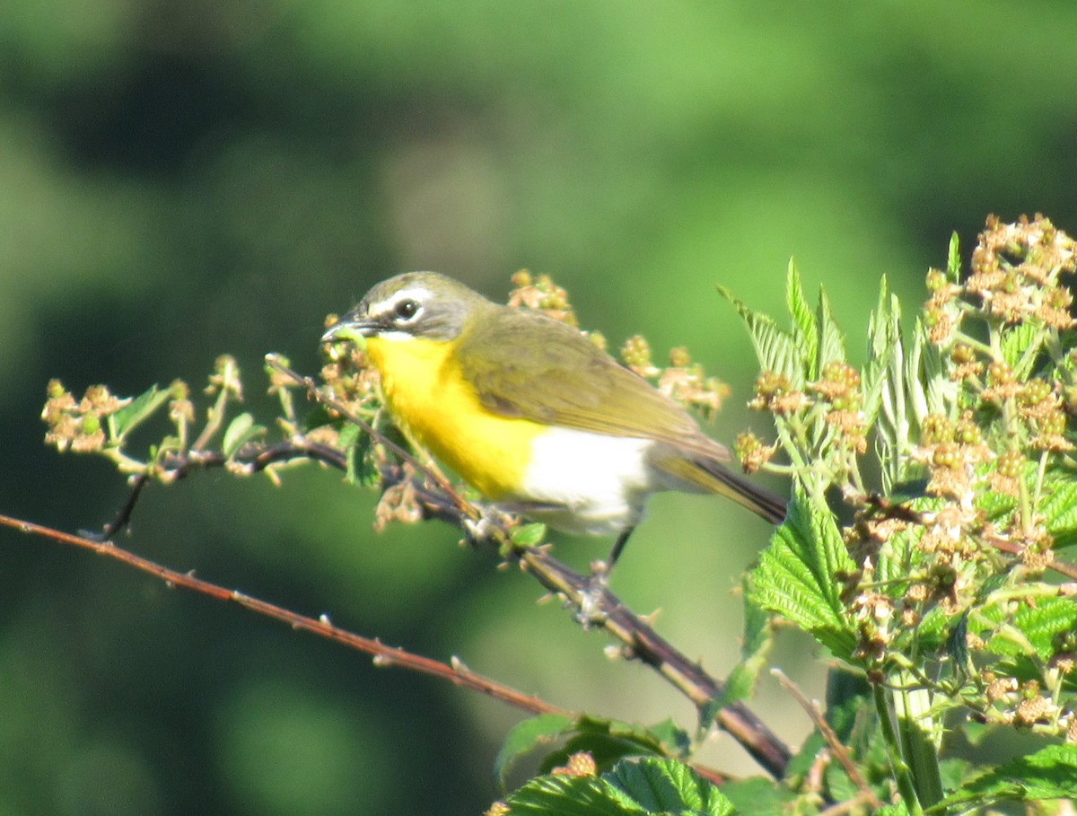 Yellow-breasted Chat - ML624178122