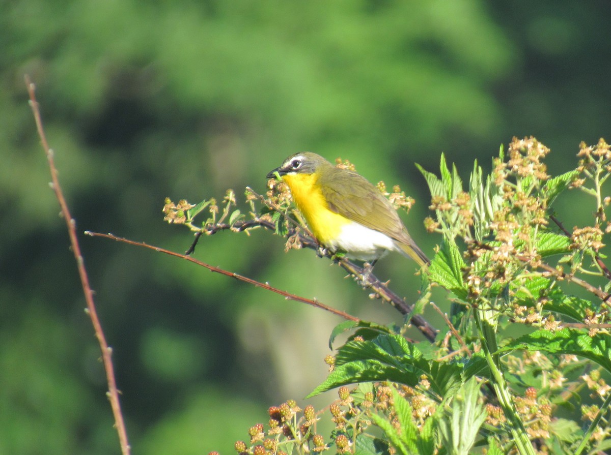 Yellow-breasted Chat - ML624178123