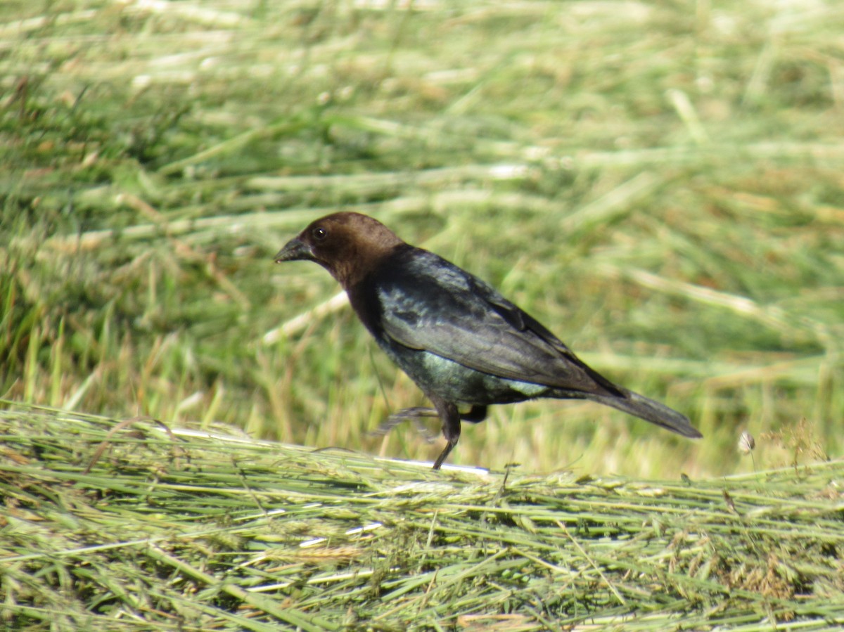 Brown-headed Cowbird - ML624178126