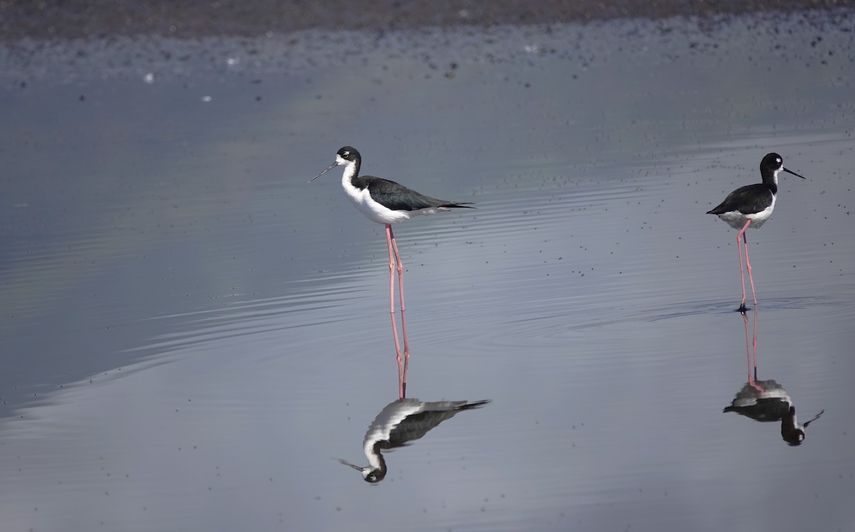 Black-necked Stilt - ML624178127