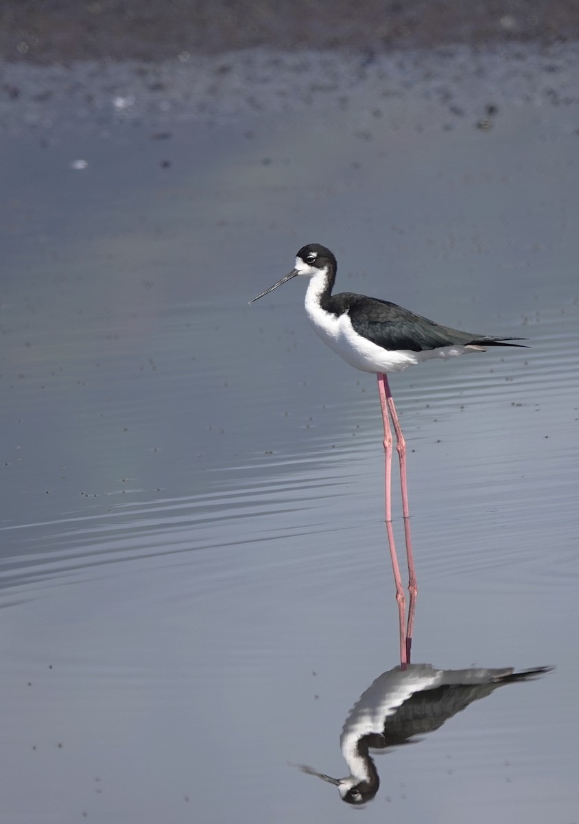 Black-necked Stilt - Cheryl Carlile