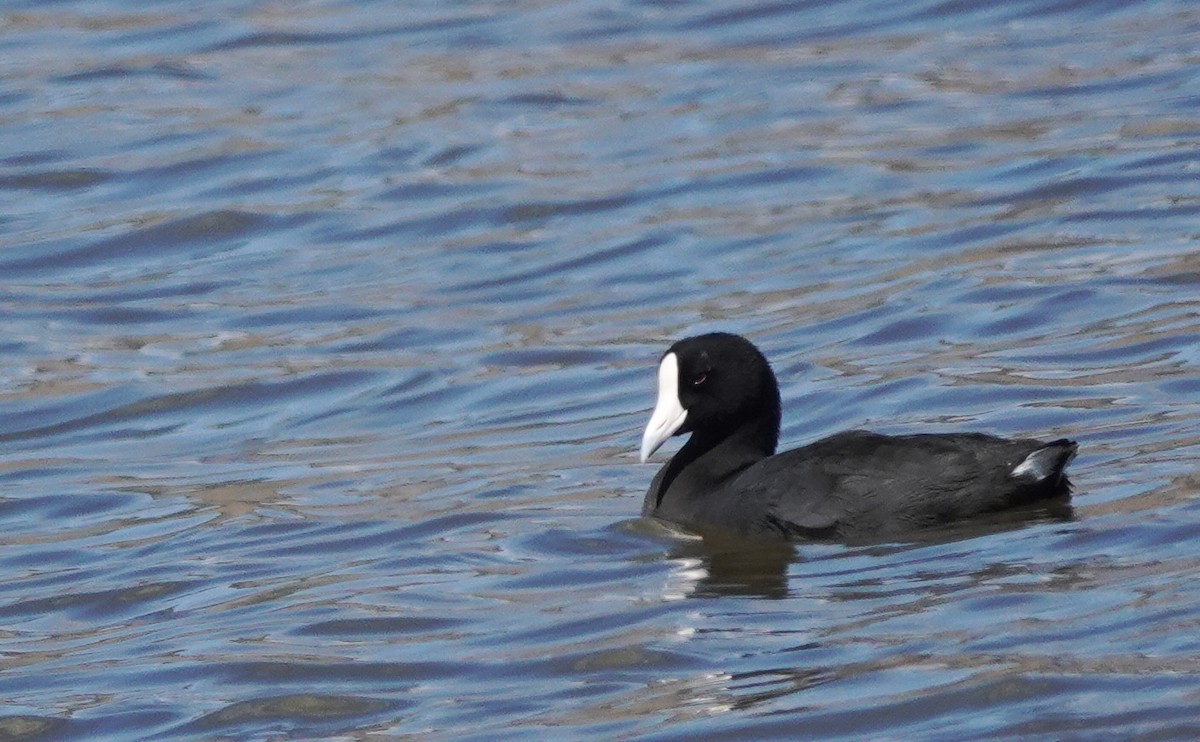 Hawaiian Coot - ML624178138