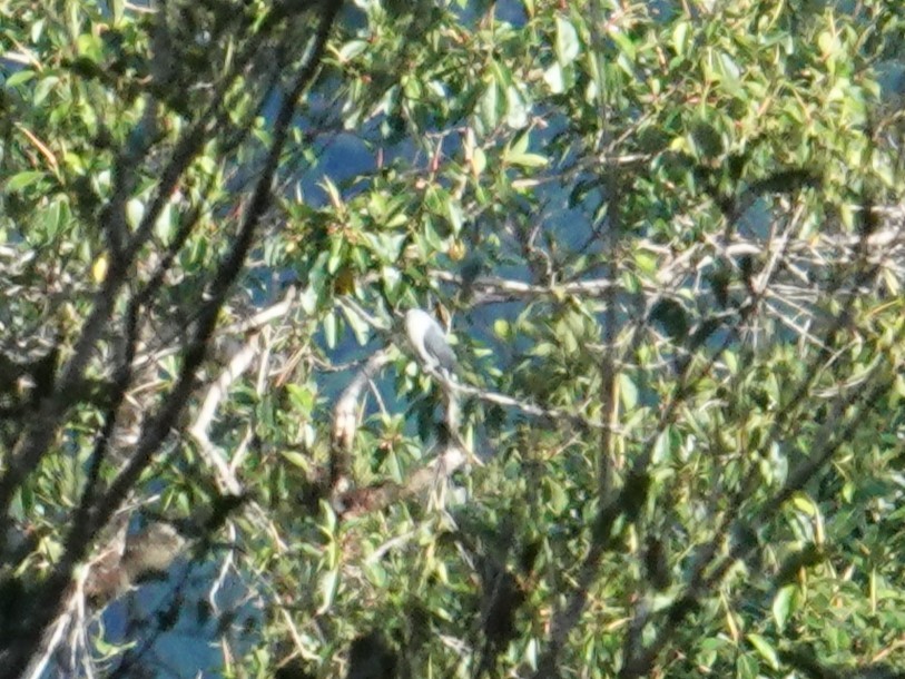 Pale Mountain-Pigeon - ML624178163