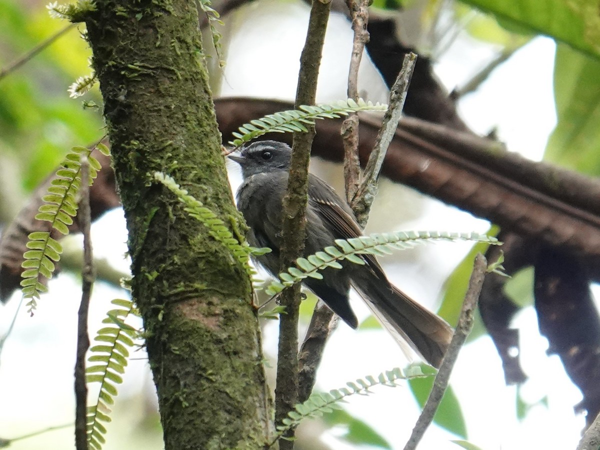 Bougainville Fantail - ML624178167