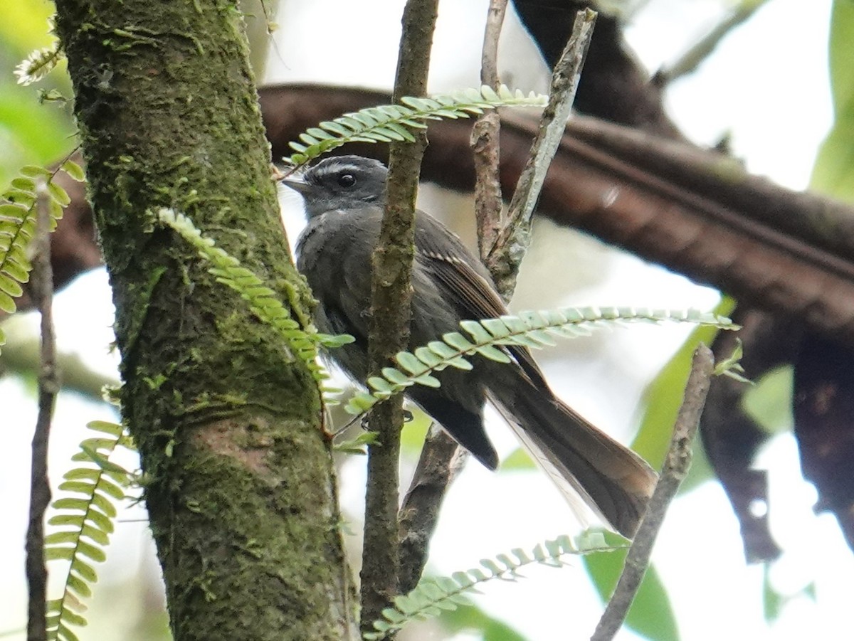 Bougainville Fantail - ML624178168