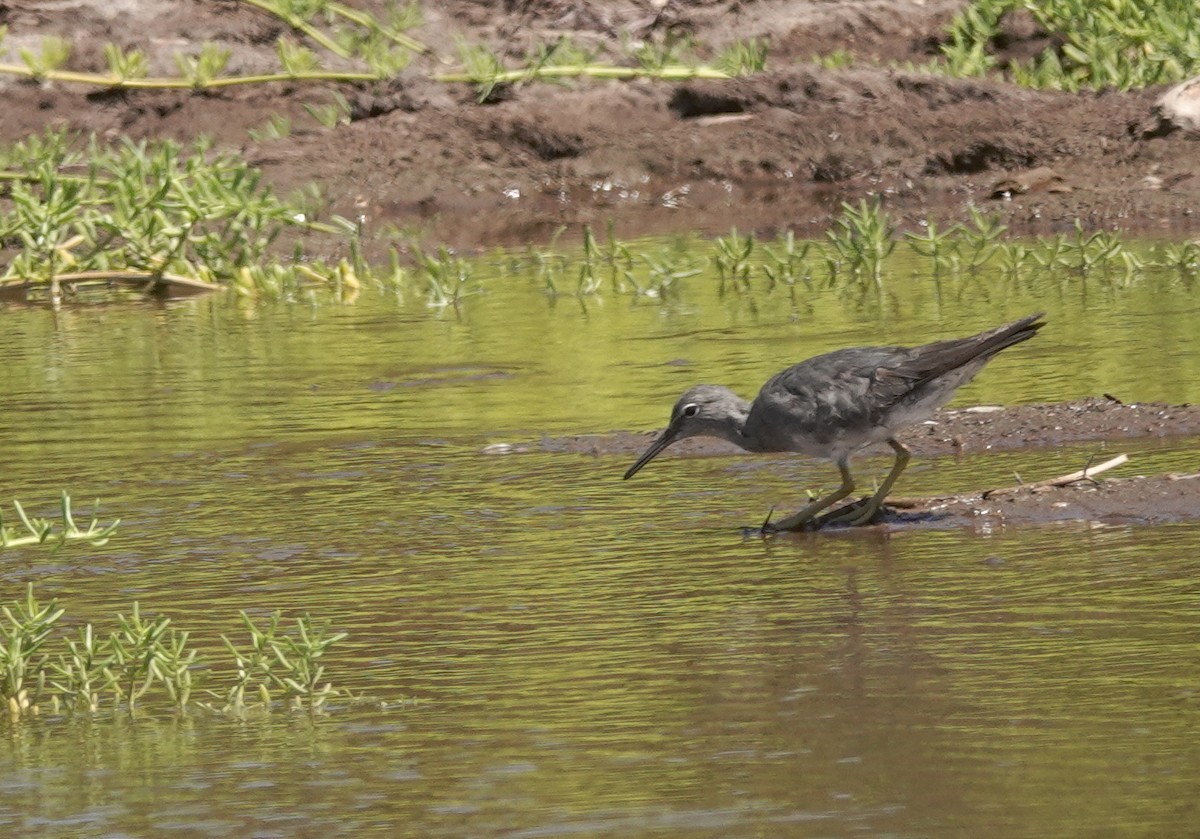 Wandering Tattler - Cheryl Carlile