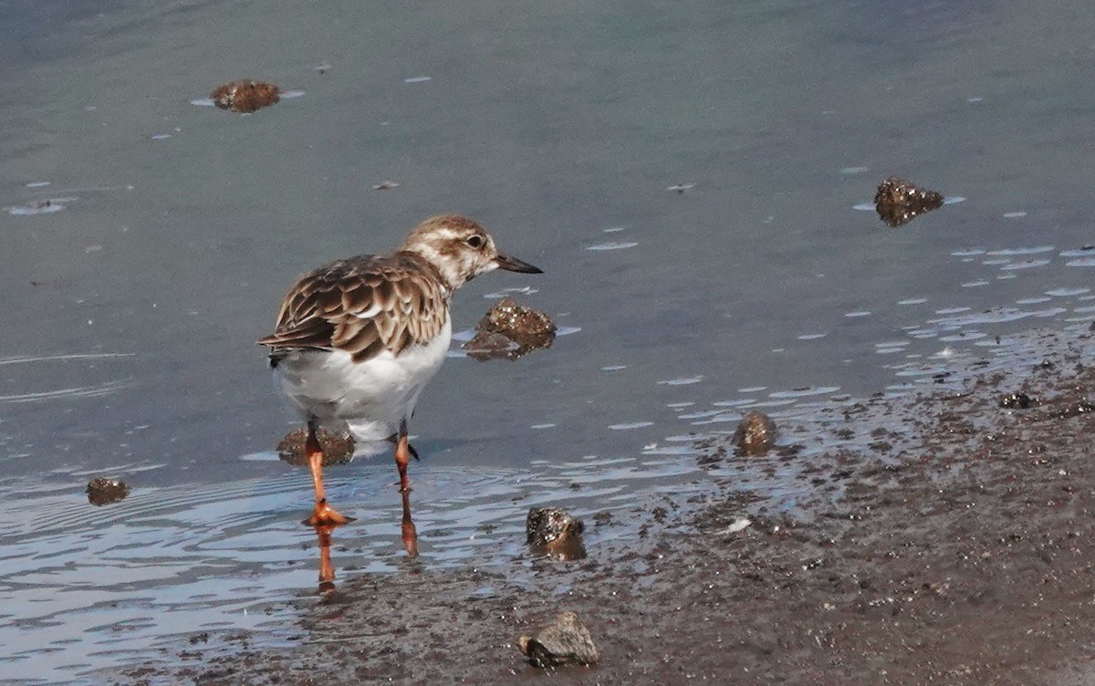 Ruddy Turnstone - Cheryl Carlile