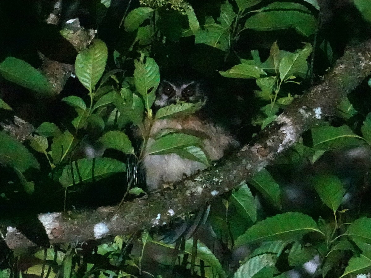 West Solomons Owl - ML624178183