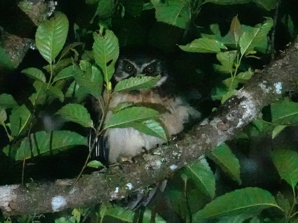 West Solomons Owl - ML624178185
