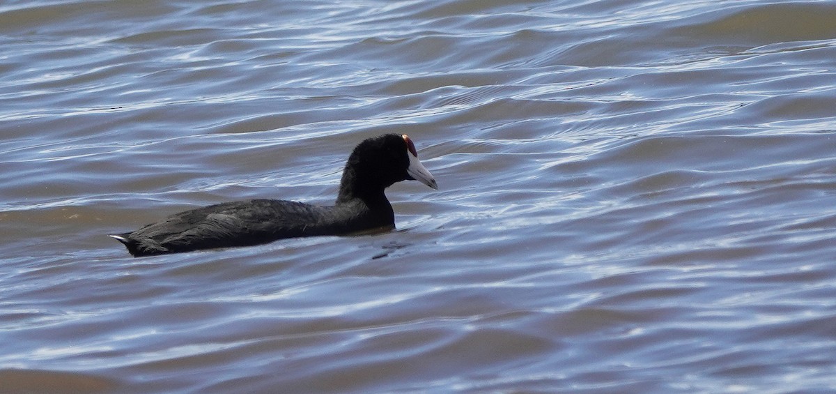 Hawaiian Coot - ML624178189