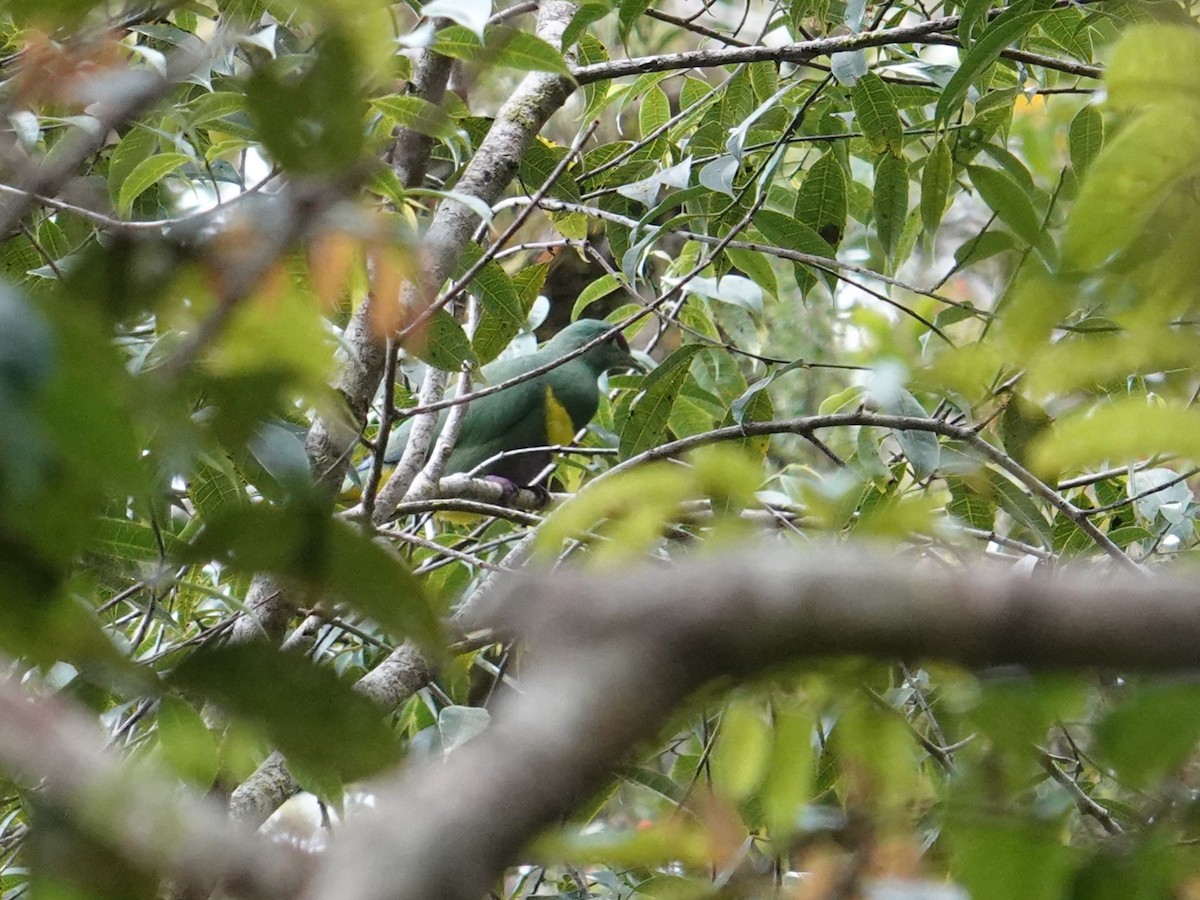 Yellow-bibbed Fruit-Dove - ML624178192