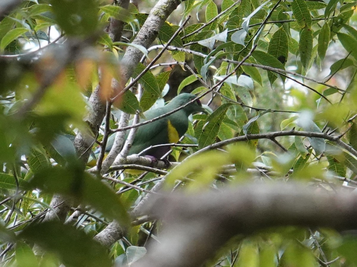 Yellow-bibbed Fruit-Dove - ML624178193