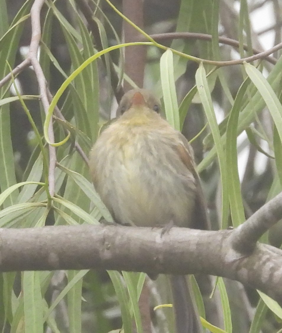 Western Flycatcher (Pacific-slope) - ML624178196