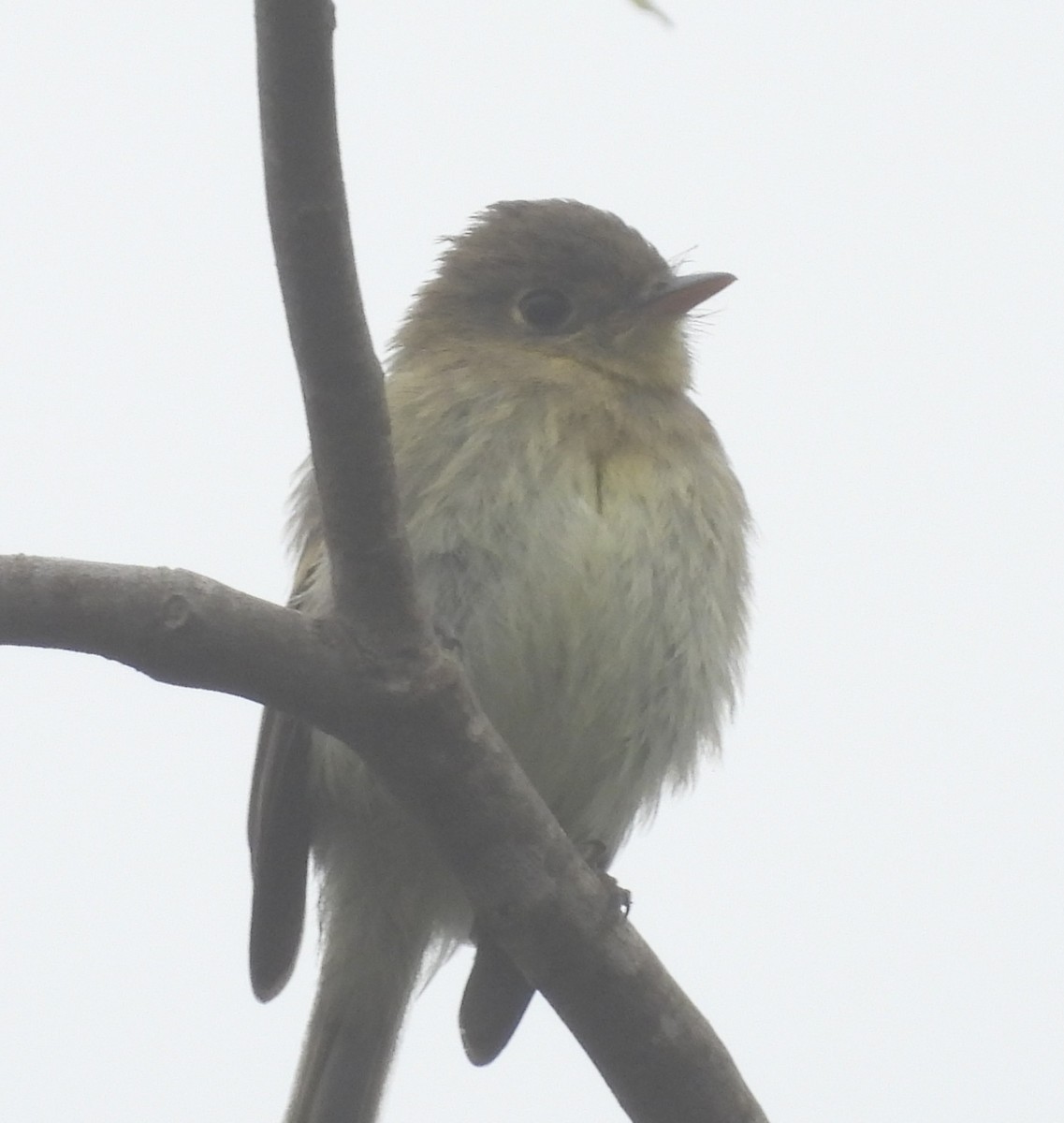 Western Flycatcher (Pacific-slope) - ML624178197