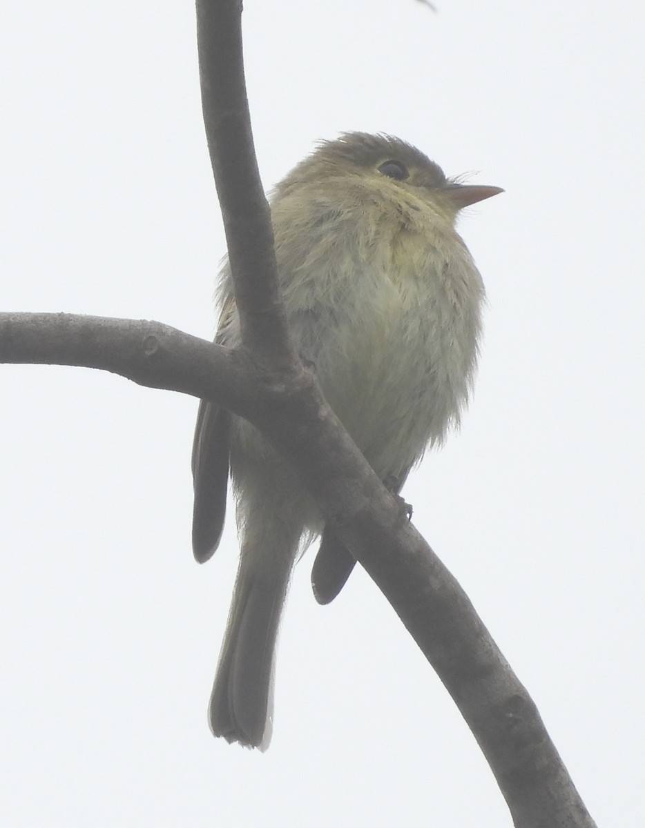 Western Flycatcher (Pacific-slope) - ML624178198