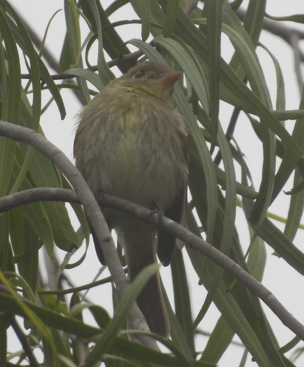 Western Flycatcher (Pacific-slope) - Colin Meusel