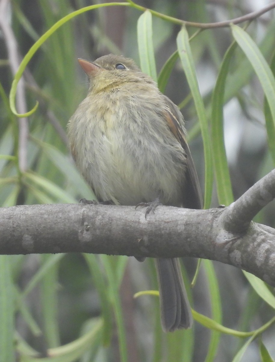 Western Flycatcher (Pacific-slope) - ML624178200