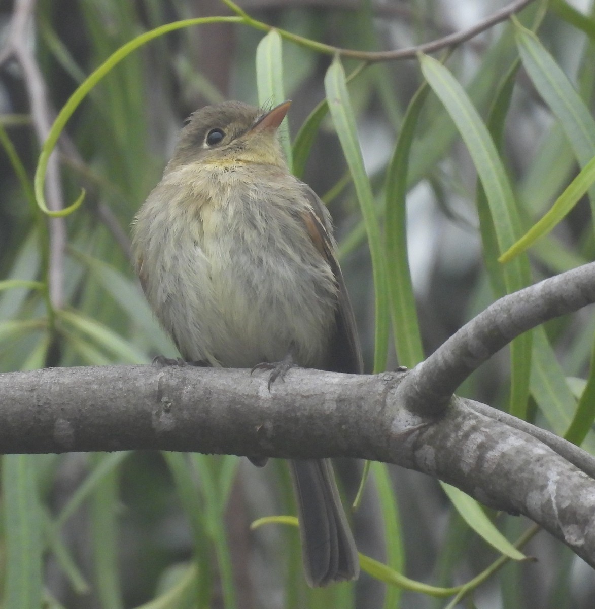 Western Flycatcher (Pacific-slope) - ML624178201