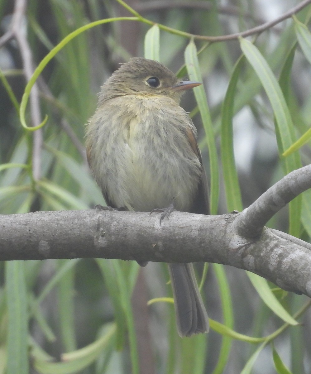 Western Flycatcher (Pacific-slope) - ML624178202