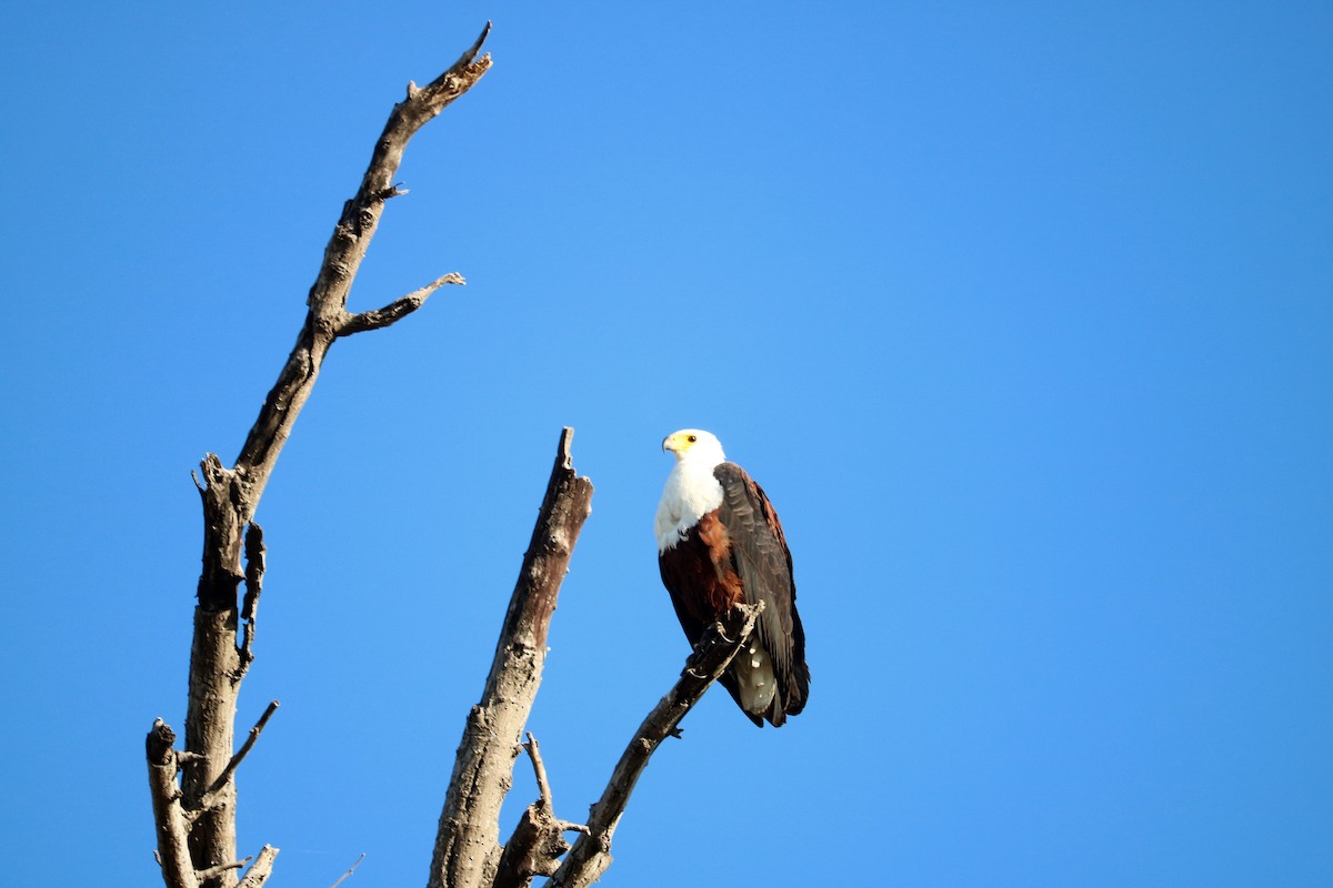 African Fish-Eagle - ML62417821