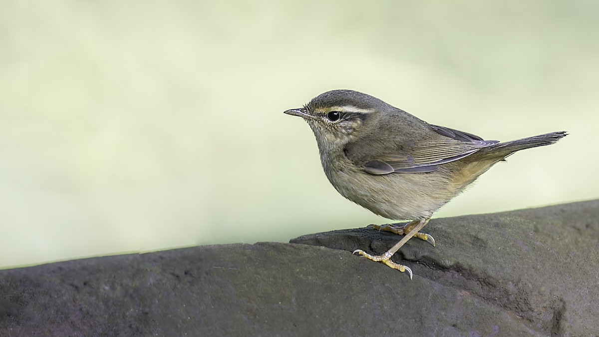 Radde's Warbler - ML624178223