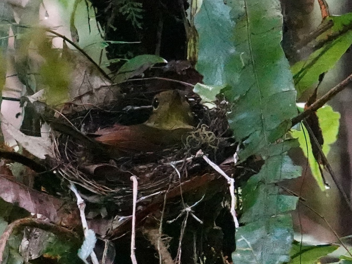 Oriole Whistler - ML624178224