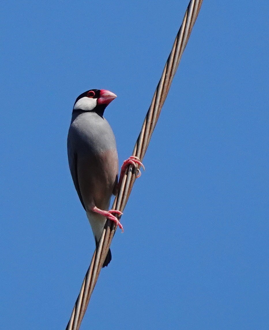 Java Sparrow - ML624178243