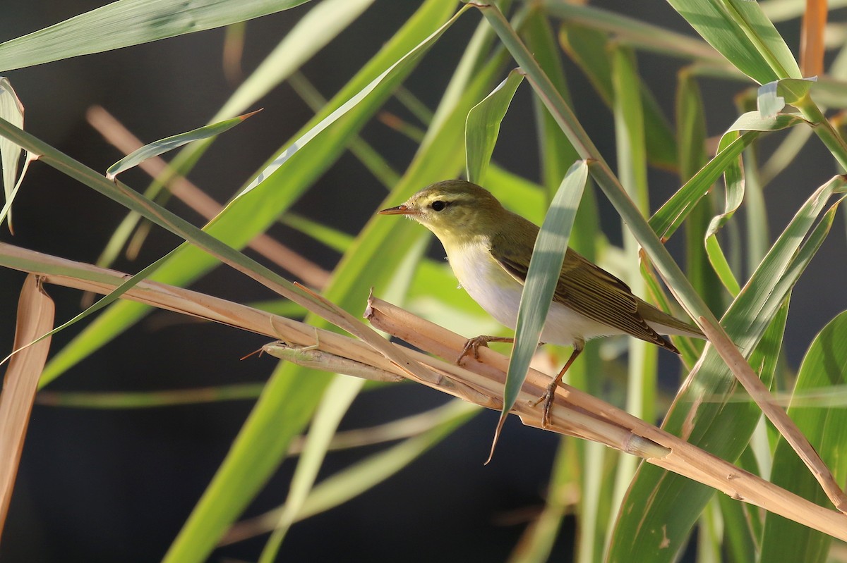 Wood Warbler - Chris Kehoe