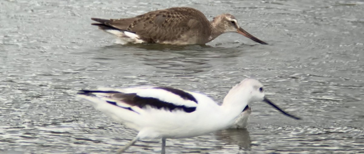 Hudsonian Godwit - Mark McShane